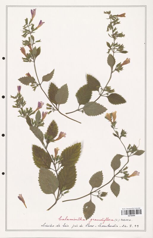 Calamintha grandiflora  (Lamiaceae)