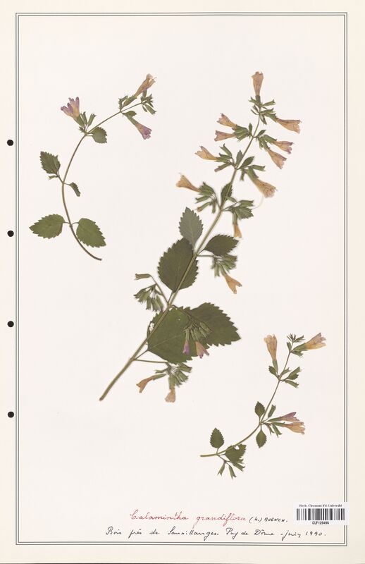 Calamintha grandiflora  (Lamiaceae)