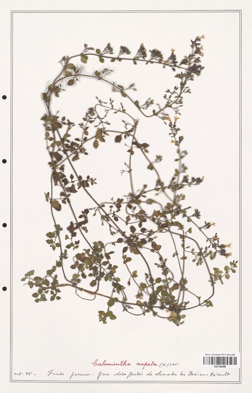 Calamintha nepeta  (Lamiaceae)