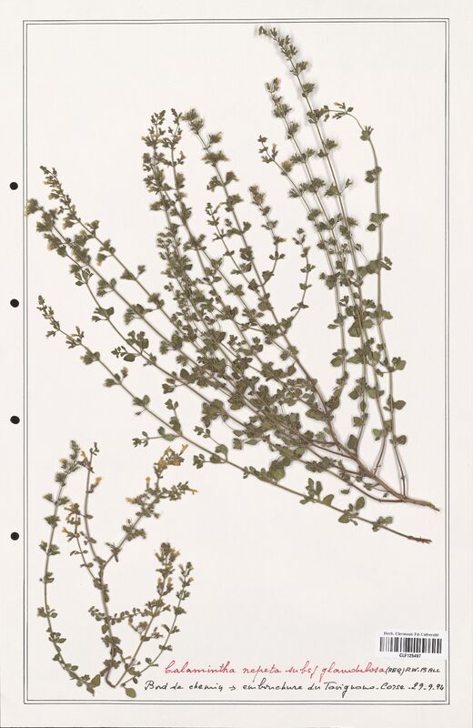 Calamintha nepeta  (Lamiaceae)