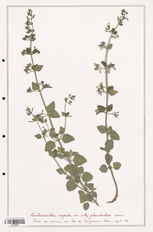 Calamintha nepeta  (Lamiaceae)