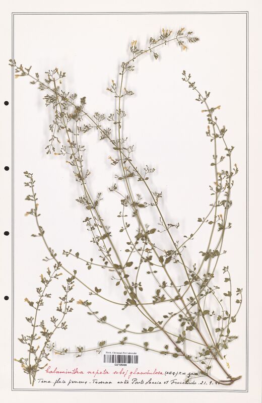 Calamintha nepeta  (Lamiaceae)