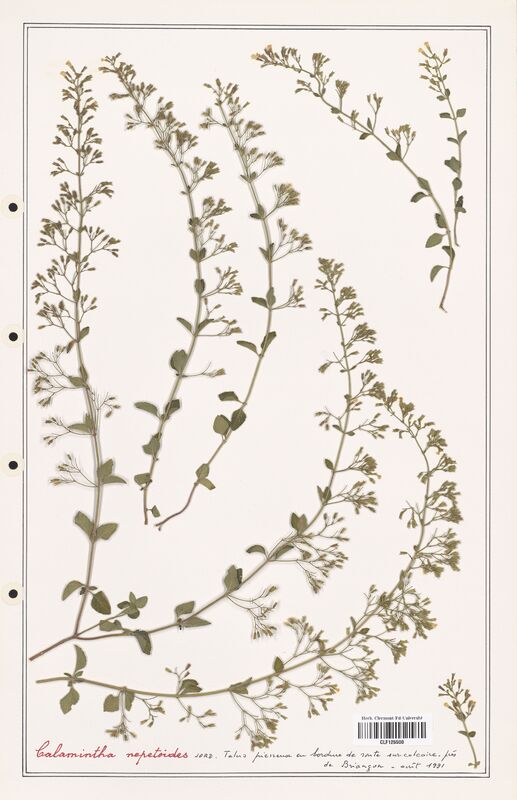 Calamintha nepetoides  (Lamiaceae)