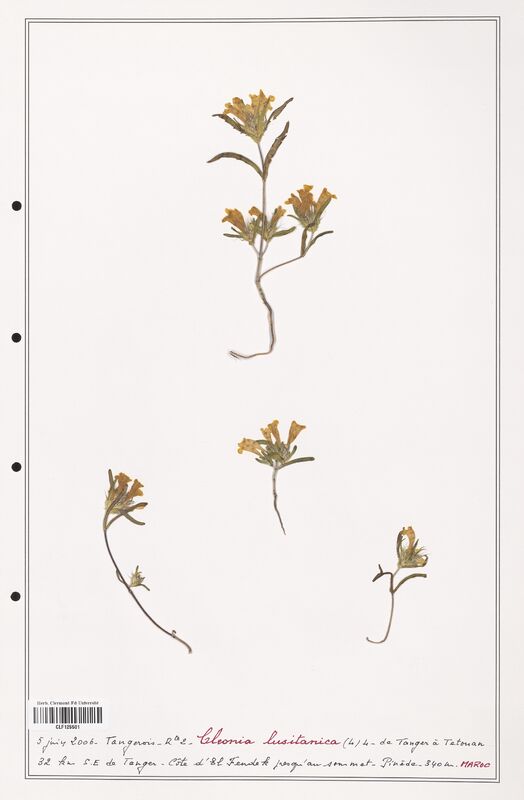 Cleonia lusitanica  (Lamiaceae)