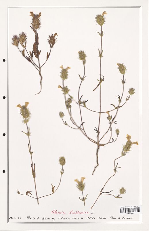 Cleonia lusitanica  (Lamiaceae)