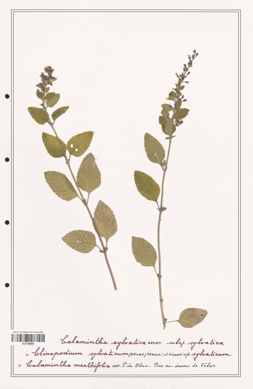 Calamintha sylvatica  (Lamiaceae)