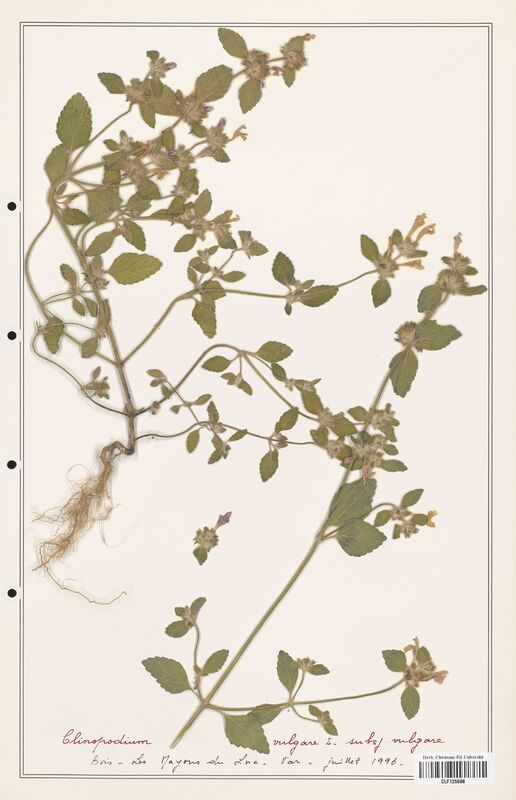 Clinopodium vulgare  (Lamiaceae)