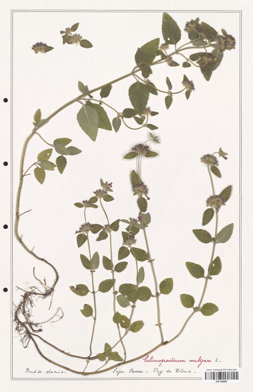 Clinopodium vulgare  (Lamiaceae)