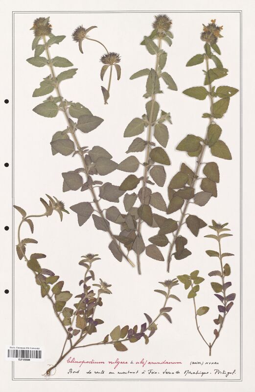 Clinopodium vulgare  (Lamiaceae)