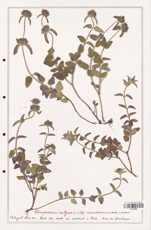 Clinopodium vulgare  (Lamiaceae)