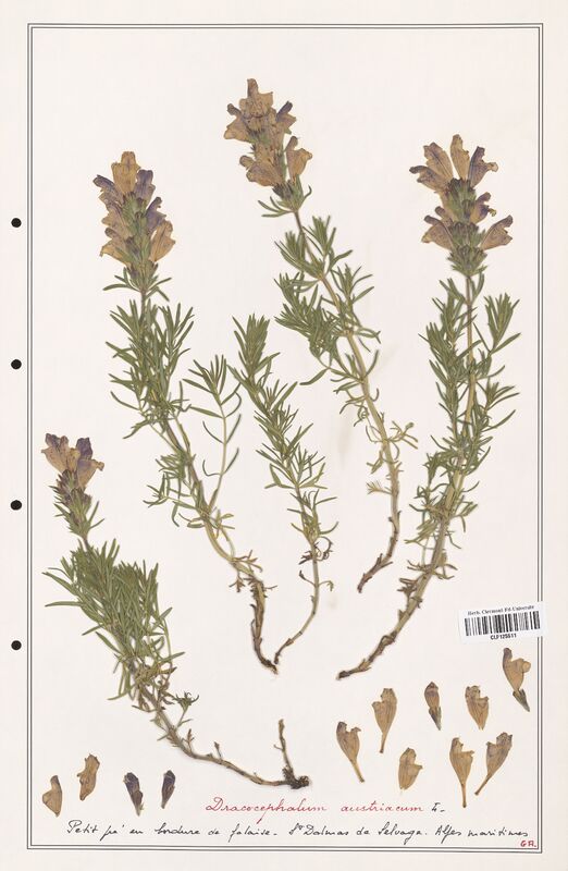 Dracocephalum austriacum  (Lamiaceae)