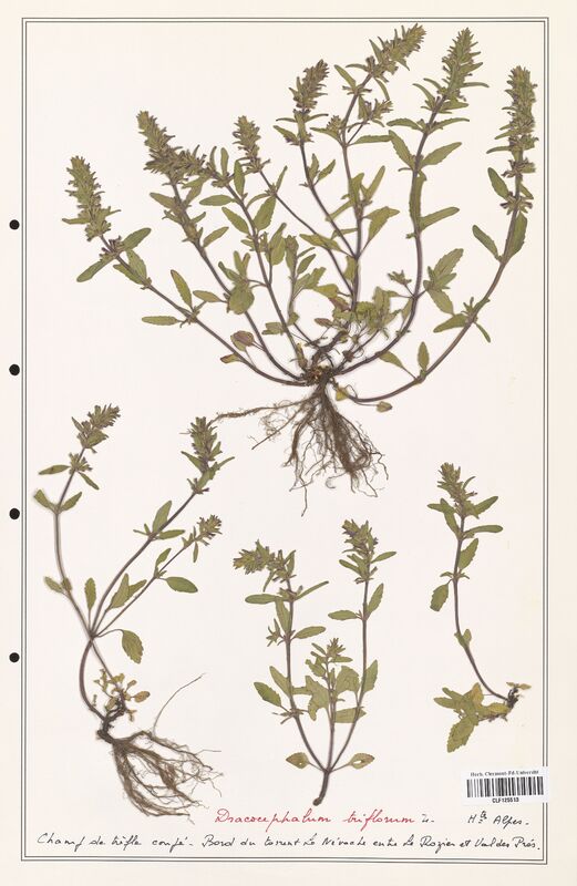 Dracocephalum triflorum  (Lamiaceae)