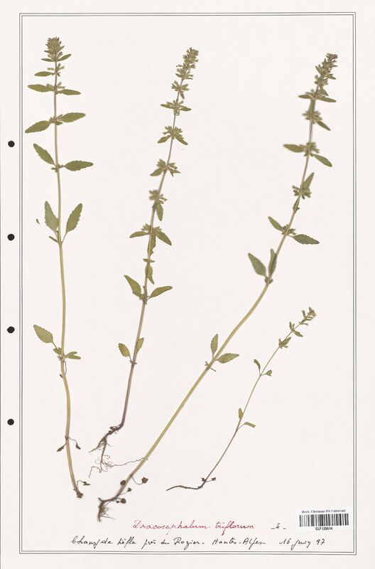 Dracocephalum triflorum  (Lamiaceae)