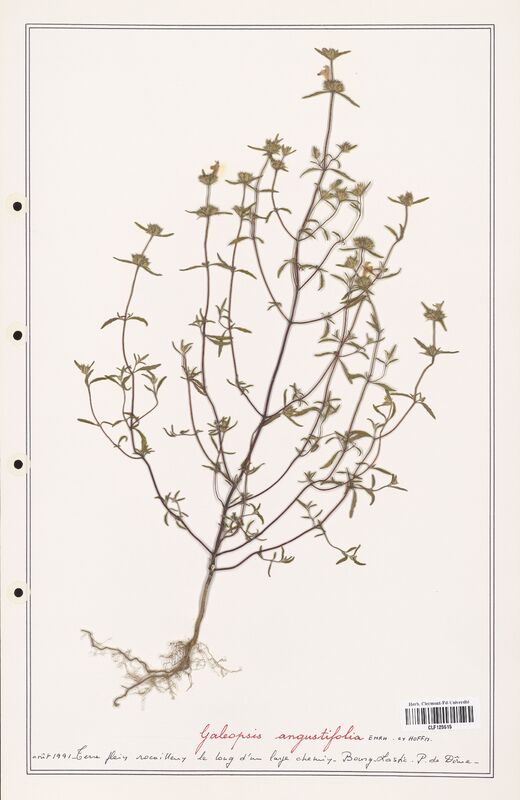 Galeopsis angustifolia  (Lamiaceae)