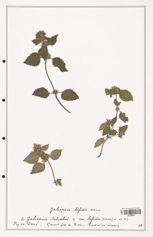 Galeopsis bifida  (Lamiaceae)