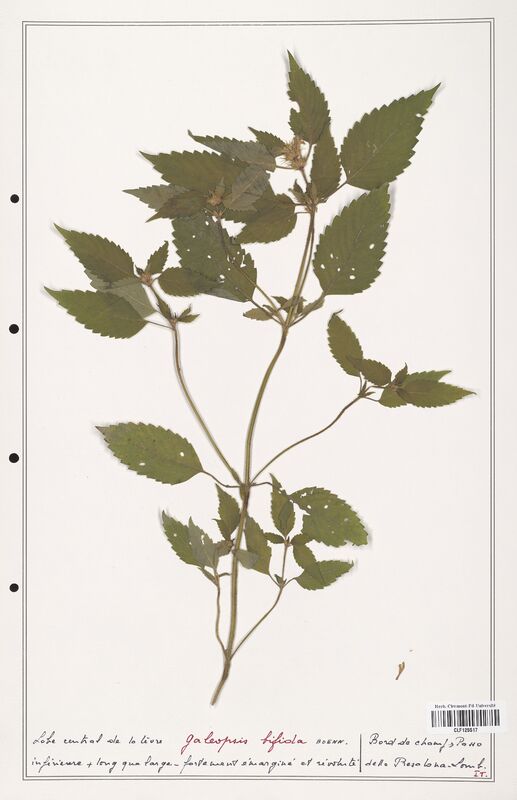 Galeopsis bifida  (Lamiaceae)