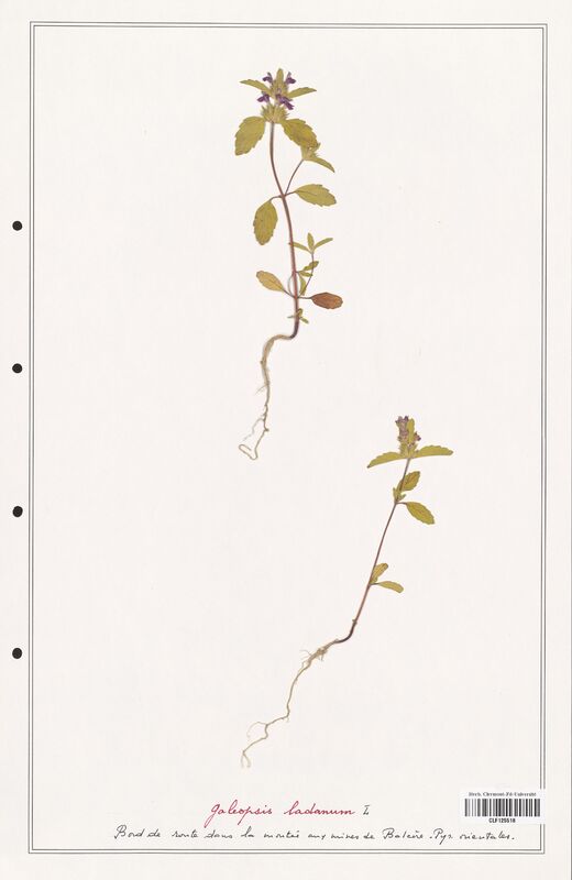 Galeopsis ladanum  (Lamiaceae)