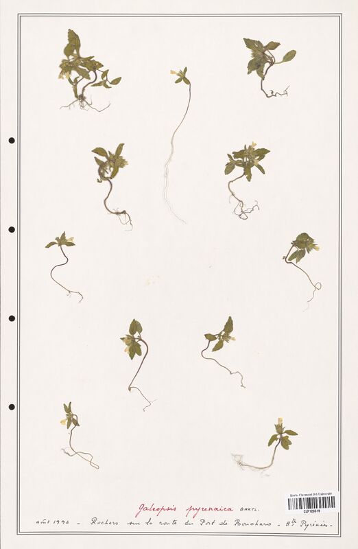 Galeopsis pyrenaica  (Lamiaceae)