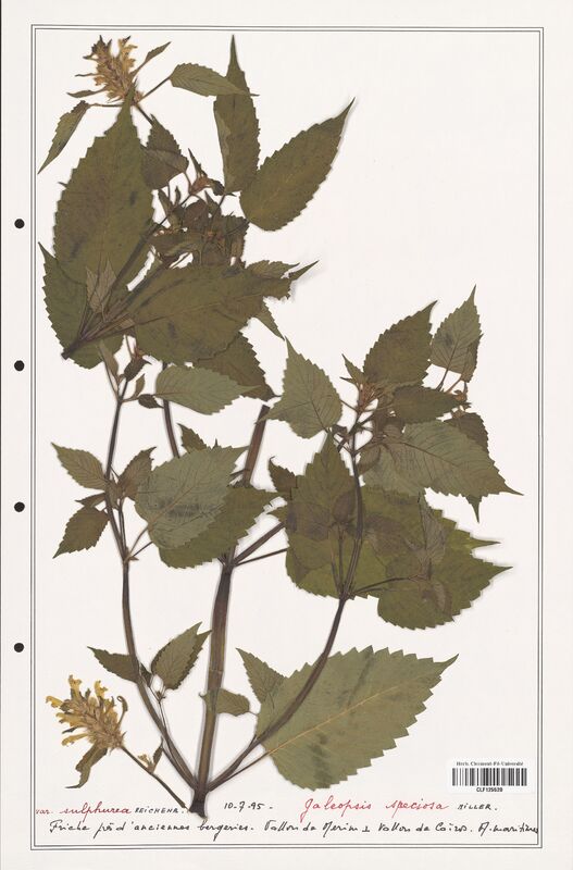 Galeopsis speciosa  (Lamiaceae)