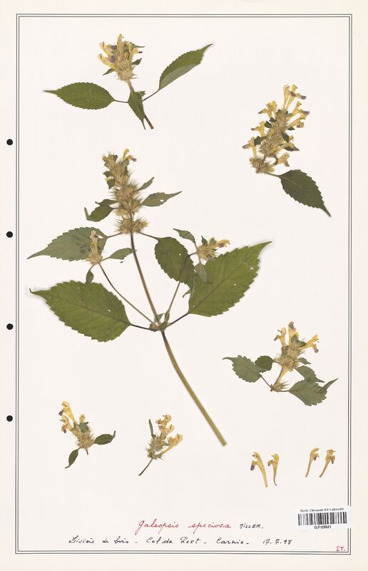 Galeopsis speciosa  (Lamiaceae)