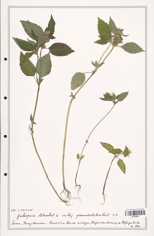 Galeopsis tetrahit  (Lamiaceae)