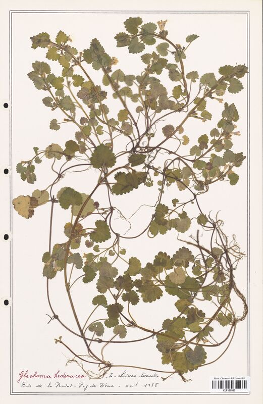 Glechoma hederacea  (Lamiaceae)