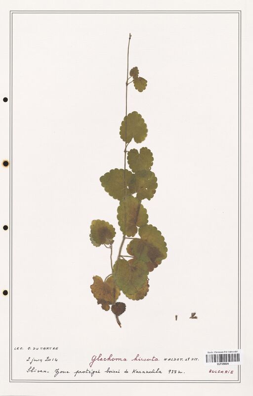 Glechoma hirsuta  (Lamiaceae)