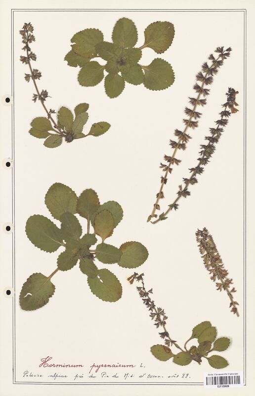 Horminum pyrenaicum  (Lamiaceae)