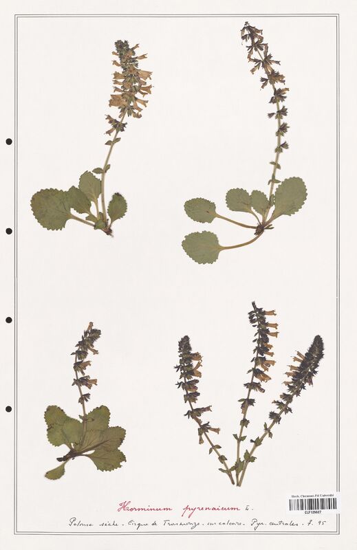 Horminum pyrenaicum  (Lamiaceae)