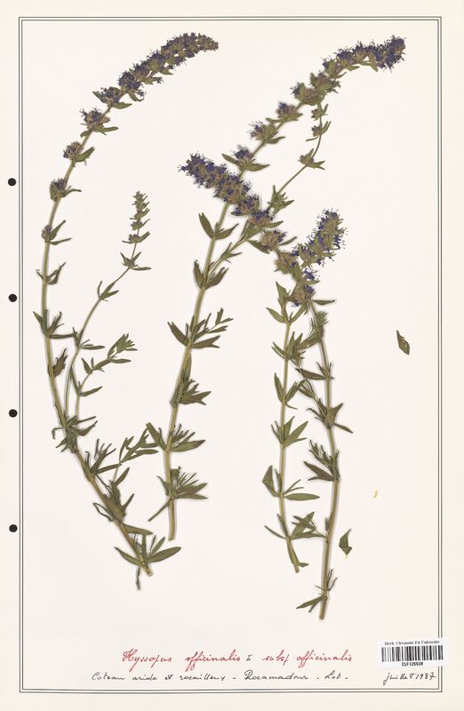 Hyssopus officinalis  (Lamiaceae)