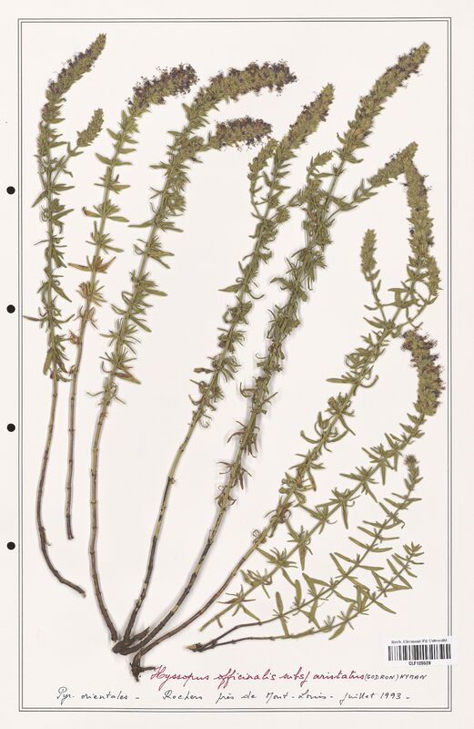 Hyssopus officinalis  (Lamiaceae)