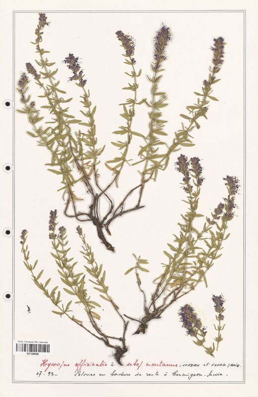 Hyssopus officinalis  (Lamiaceae)