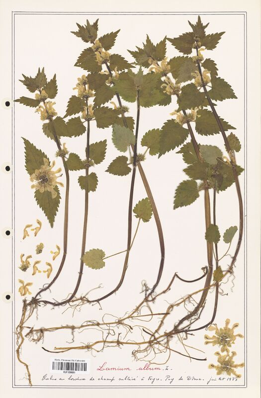 Lamium album  (Lamiaceae)