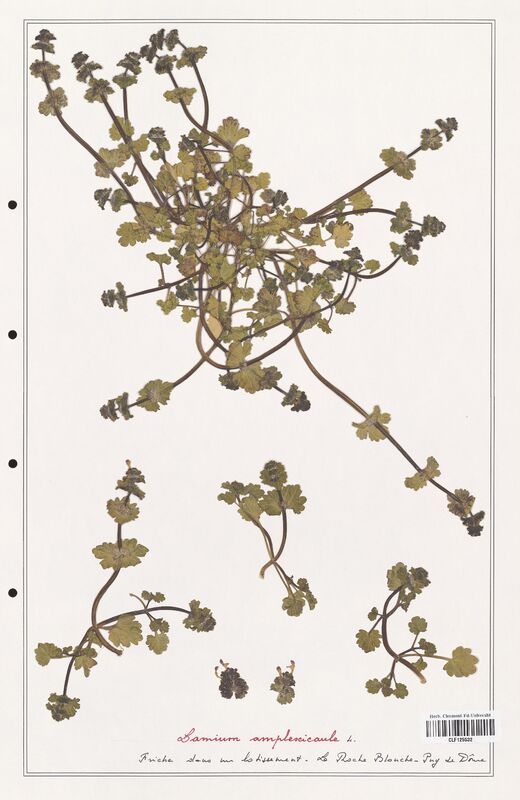 Lamium amplexicaule  (Lamiaceae)