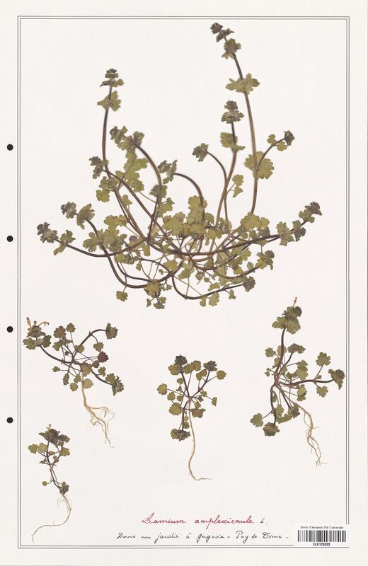 Lamium amplexicaule  (Lamiaceae)