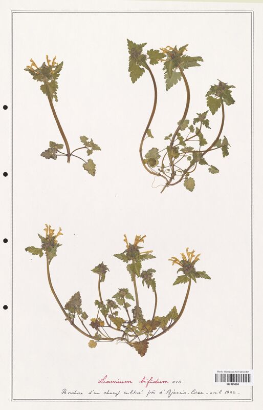 Lamium bifidum  (Lamiaceae)