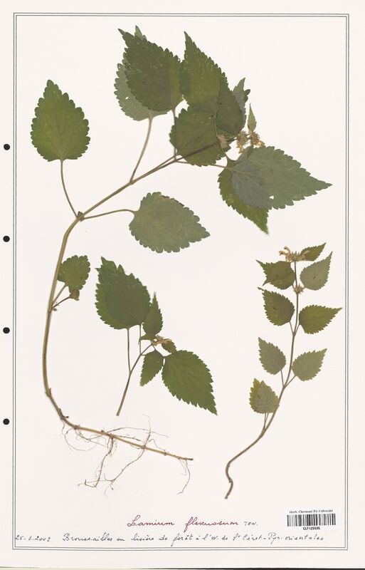 Lamium flexuosum  (Lamiaceae)