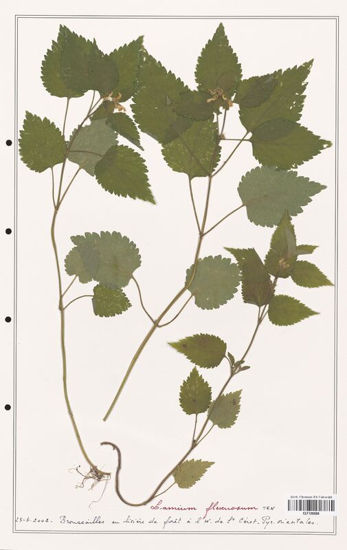 Lamium flexuosum  (Lamiaceae)