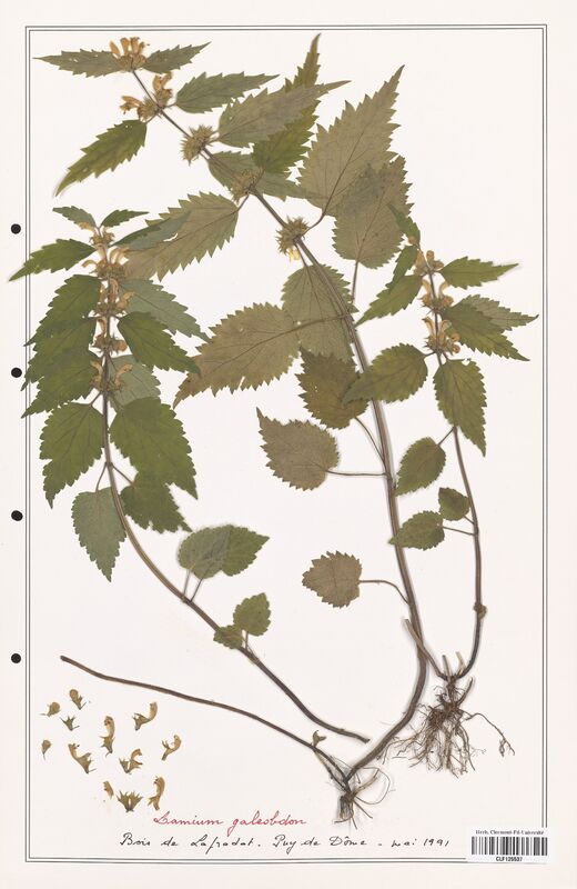 Lamium galeobdon  (Lamiaceae)