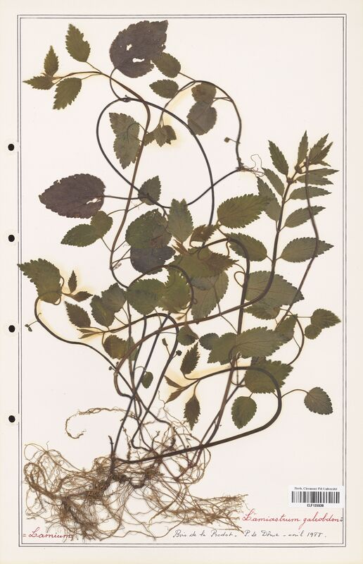 Lamium galeobdon  (Lamiaceae)