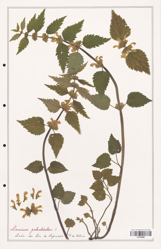 Lamium galeobdon  (Lamiaceae)