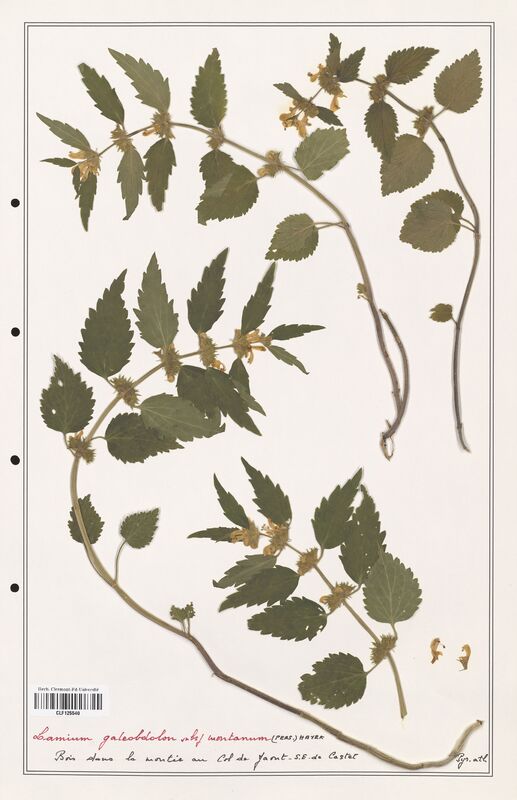 Lamium galeobdon  (Lamiaceae)