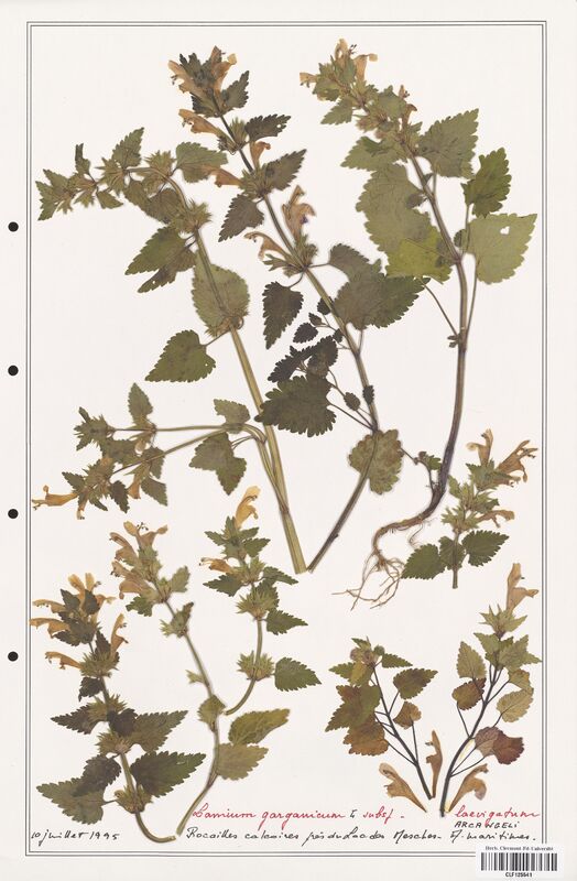 Lamium garganicum  (Lamiaceae)