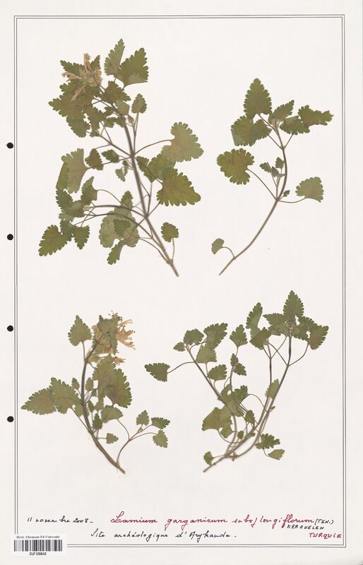 Lamium garganicum  (Lamiaceae)