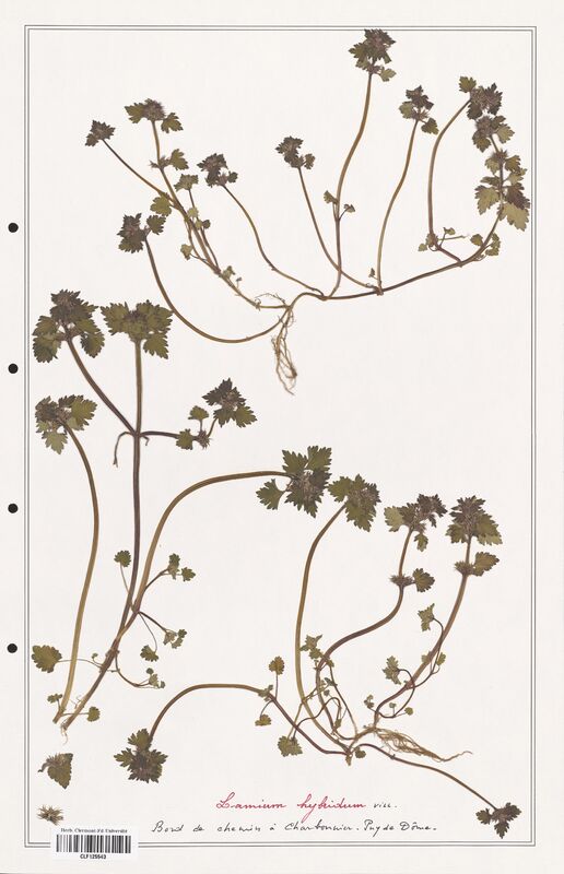 Lamium hybridum  (Lamiaceae)