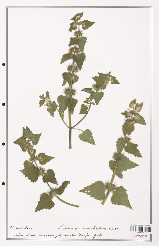 Lamium moschatum  (Lamiaceae)