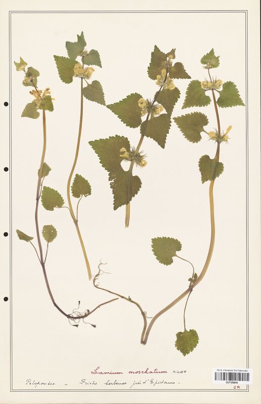 Lamium moschatum  (Lamiaceae)