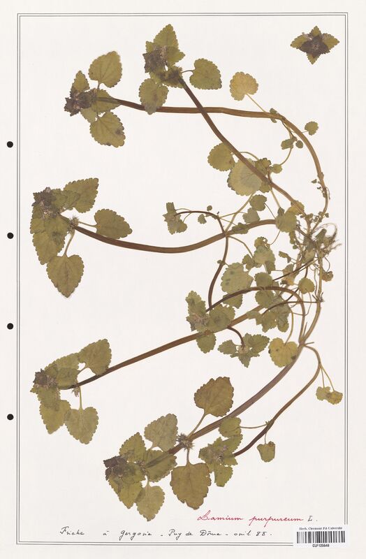 Lamium purpureum  (Lamiaceae)