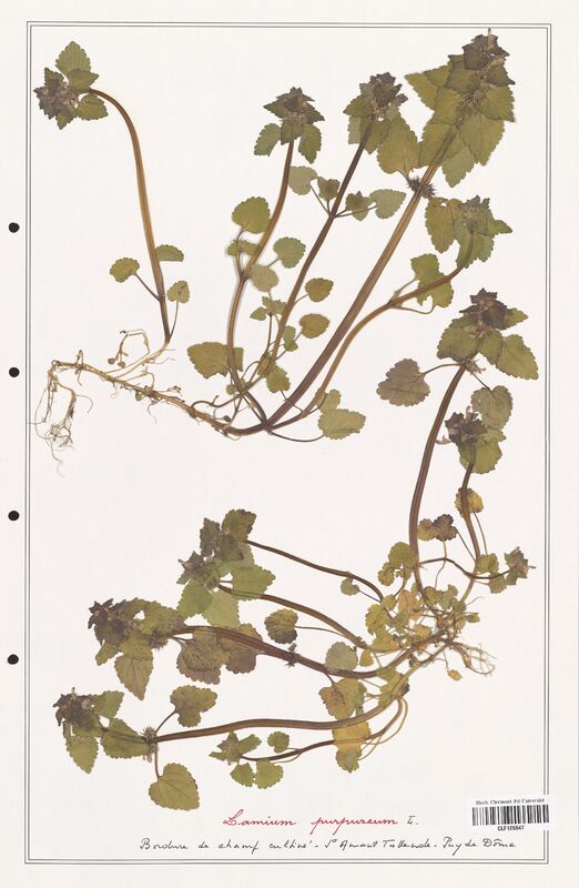 Lamium purpureum  (Lamiaceae)