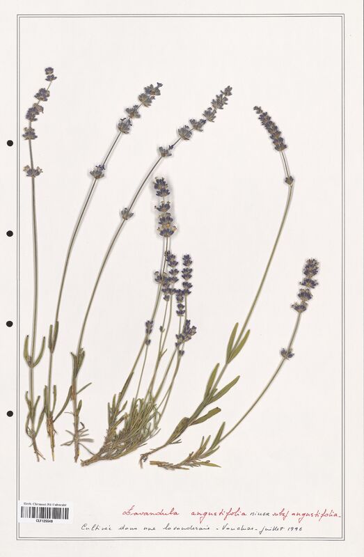 Lavandula angustifolia  (Lamiaceae)